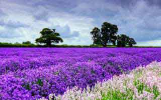 The Dólar in Colombia: Today's Price & the Real Story